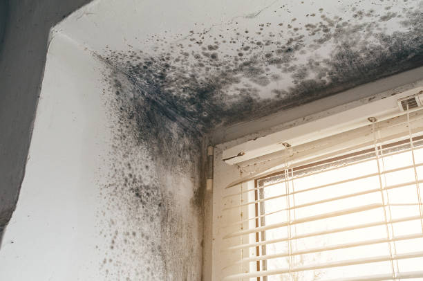 Affordable Hvac And Air Duct Mold Remediation solutions in Union City, MI